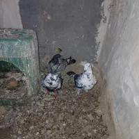 سلام یک جفت مرغ عشق دوجفت کفترفروشی
