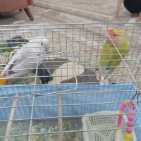 یه جفت طوطی برزیلی نر و ماده با قفس  و غذا|پرنده|سمنان, |دیوار