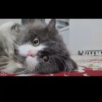 گربه بریتیش پرشین یک ساله