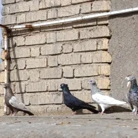 کبوتر|حیوانات|شیراز, کرونی(خاتونک)|دیوار