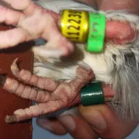 عراق ۲۰۲۴|حیوانات|خرمشهر, |دیوار