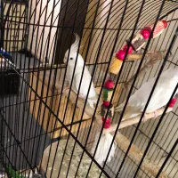 جفت عروس آلبینو|پرنده|رشت, رودباری|دیوار