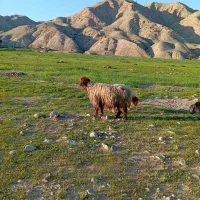 میش داشتی|حیوانات مزرعه|مسجد سلیمان, |دیوار