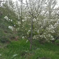 هرس و فرم دهی درخت به صورت کاملا حرفه ای