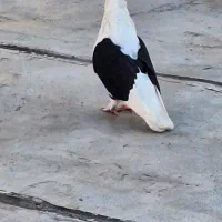 پشت سیاه ماده