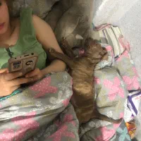 واگذاری سگ پیت بول امریکایی|سگ|تهران, جردن|دیوار