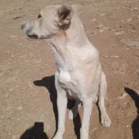 سگ ۹ ماهه سرابی گله ای وجونوری|سگ|شازند, |دیوار