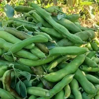 پوست باقالی باقالا برای دامدار(گوسفندبزگوساله گاو)