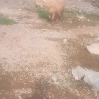 یک میش لری|حیوانات مزرعه|گتوند, |دیوار