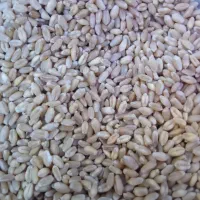 گندم بذری سرا رو