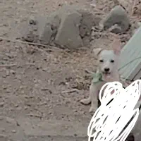 توله