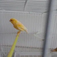 قناری و سهره|پرنده|کلیائی, |دیوار