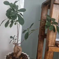 گل بن سای|گل و گیاه طبیعی|قم, بکایی|دیوار