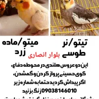 دو عدد عروس هلندی گمشده