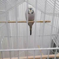 مرغ عشق انگلیسی نر|پرنده|آمل, |دیوار