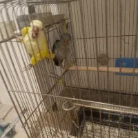 فروش راهب مولد تضمینی
