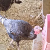 بقلمون نر برنز|پرنده|جعفرآباد, |دیوار