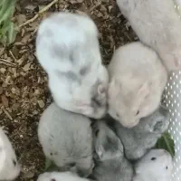 همستر سرحال برای کادو دادن و بازی کردن