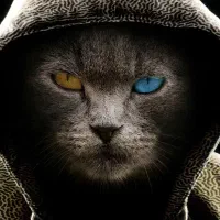 گربه پیدا شده محدوده ساحلی