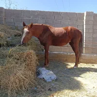 اسب مادیان 5 ساله