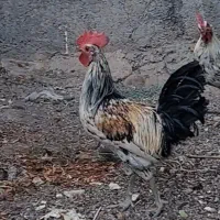 خروس لری اصیل