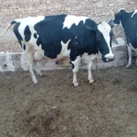 فروش شیر گاو