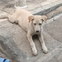 توله گلدن نر ۳ماهه واکسن خورده