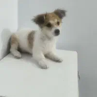 دختر بازیگوش