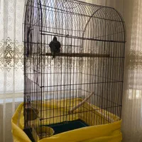 عروس هلندی با قفس|پرنده|کرمانشاه, |دیوار