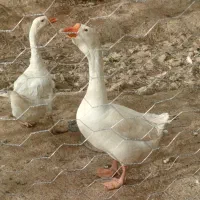 قوغاز نروماده جوان