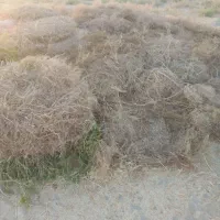 خرمن کاه