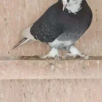 تعدادی شازده هما کاکلی چکمه پا چش سفید