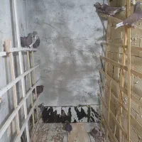 کبوتر کاشانی پرشی بالا