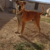 سگ نگهبان همچی تموم