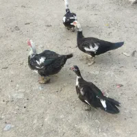 اردک مرغابی اسرییلی