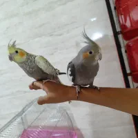 عروس هلندی