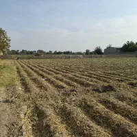 زمین-سند-تک-برگ