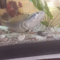 ماهی چانا ماهی لجن خوار|ماهی|شیراز, شهرک رضوان|دیوار