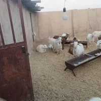 بز و کره|حیوانات مزرعه|سیرجان, |دیوار