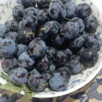 آلو بخارا|خوردنی و آشامیدنی|زاوه, |دیوار