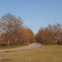 زمین دیمی( فوری قیمت مناسب)
