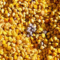 عسل ارگانیک، ژل رویال، گرده تحویل درب منزل|خوردنی و آشامیدنی|مشهد, تبادکان|دیوار