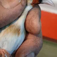 سهره نر