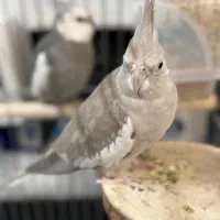 جفت عروس هلندی مولد کار داده|پرنده|تهران, اباذر|دیوار
