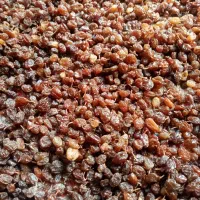 کشمش آفتابی محصول باغ خودمونه|خوردنی و آشامیدنی|قزوین, |دیوار