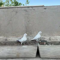 ۳ جفت کفتر کبوتر کبکی پرشی تضمینی