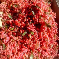 زرشک تازه و آبدار