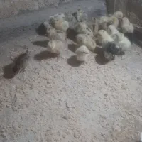 جوجه محلی دونی ۱۰۰