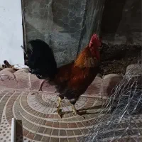 خروس