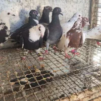 کفتر دسته ۹تایی|پرنده|شیراز, دلجو|دیوار